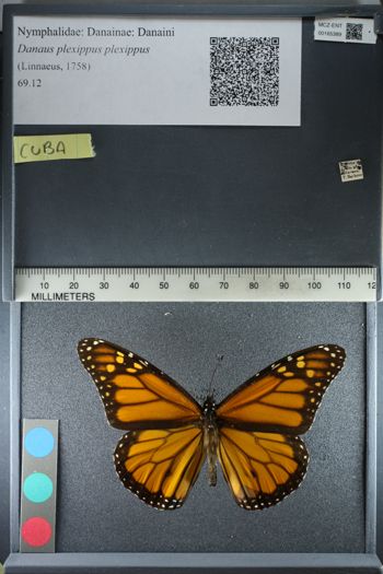 Media type: image;   Entomology 165389
